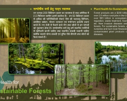 सस्टेनेबल वनों के लिए प्लांट हेल्थ