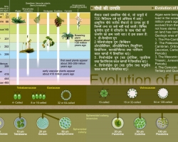 Evolution of Plants