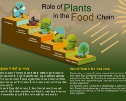 Role of Plants in the Food Chain
